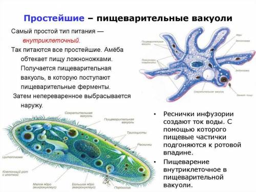 Как устроена пищеварительная система у простейших​