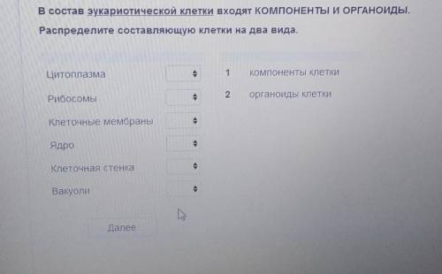 В состав эукариотической клетки входят КОМПОНЕНТЫ И ОРГАНОиды. Распределите составляющую клетки на д