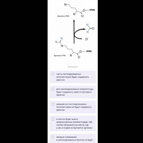 Представьте эксперимент: на аминоацил-тРНК, переносящей аминокислоту аргинин (аргинил-тРНК), искусст
