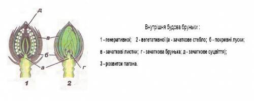 Як за зовнишним выглядом можна розризныты вегетатывни та генератиывни брунькы?​