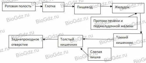 Краткий пересказ параграфа( 40 ) ОРГАН ПИЩЕВАРЕНИЯ.ОБМЕН ВЕЩЕСТВ И ПРЕВРАЩЕНИЕ ЭНЕРГИИ по биологии 7