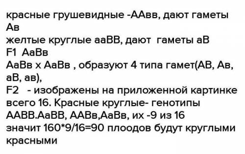 У томатов круглая форма плода (A) преобладает над грушевидной (a) формой, в то время как красный цве