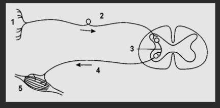 Объясните, структуру и функции рефлекторной дуги. А) По рисунку составьте схему рефлекторной дуги123