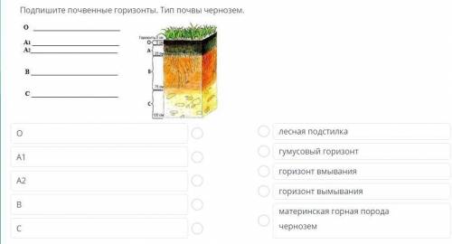 Подпишите почвенные горизонты. Тип почвы чернозём.