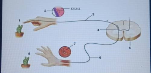 (с) Определите и назовите, какой участок рефлекторнойдуги передает нервныйимпульс из центральнойнерв