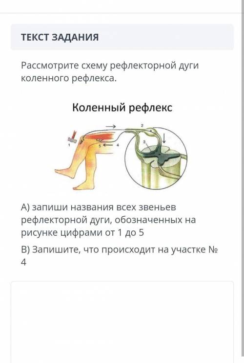 Рассмотрите схему рефлекторной дуги коленного рефлекса​