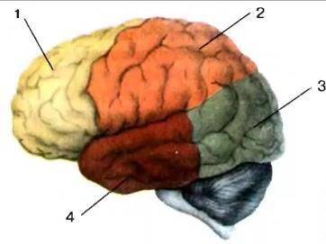ПОБЫСТРЕЕ Рассмотрите рисунок. В какой доле головного мозга расположен центр речи. Укажите верную ци