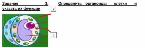 Определить органоиды  клетки  и  указать их функции ​