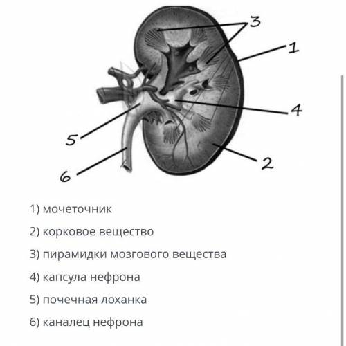 К рисунку строение почки человека выберите три верно обозначенные подписи! Верные ответы: 2) корково