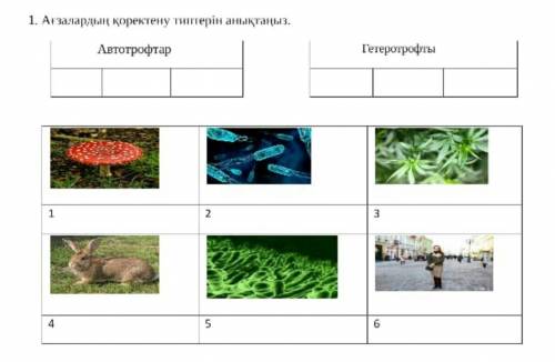 Автотроф или гетотроф определи ​