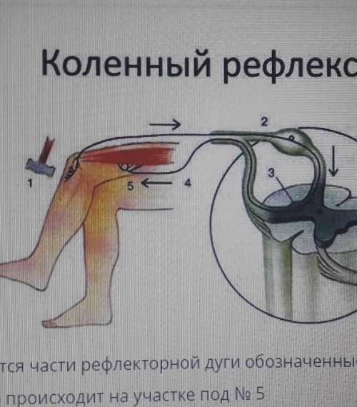 Рассмотрите схему рефелекторной дуги коленного рефлекса А)как называются части рефлекторной дуги обо