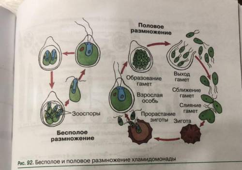 биология 6 класс ) таблица схема к рисунку