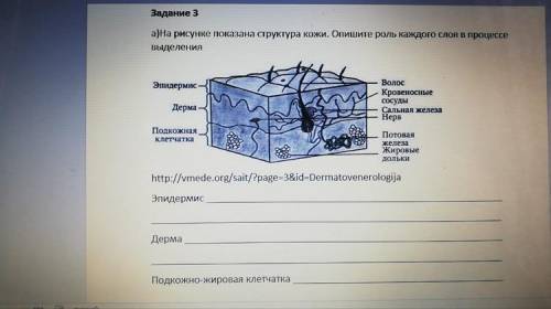 Опишите роль каждого слоя в процессе выделения..