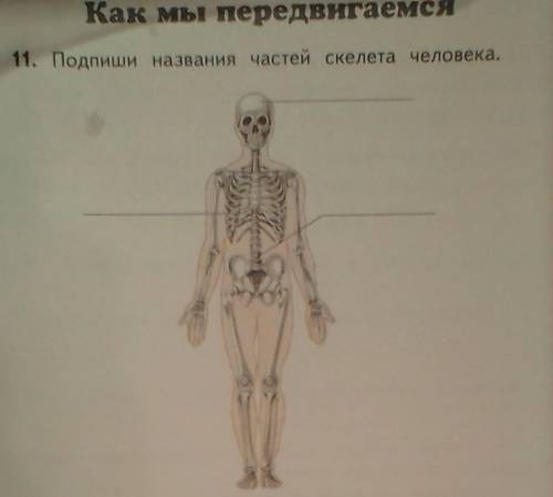 Подпиши названия частей скелета человека​