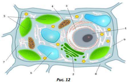1.14. Охарактеризуйте строение эукариотической растительной клетки (рисунок 12).