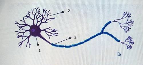 А)Назовите части нейрона под номерами 1,2,3 В) из предложенного списка выберите функции продолговато