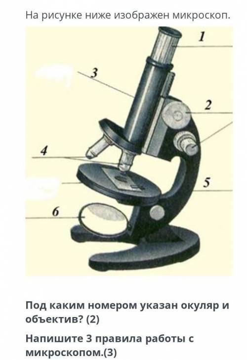 Под каким номером указан окуляр и объектив? Напишите правила работы с микроспом​