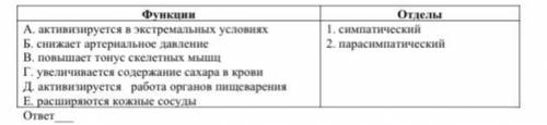 Установите соответствие между отделами нервной системы и их функциями [2] ответ___ Функции Отделы А.