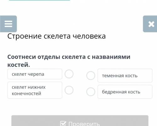 Соотнеси отдела скелета с названиями костей. скелет черепа скелет нижних конечностей теменная часть