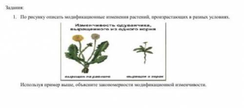 ￼По рисунку описать модификационные изменения растений