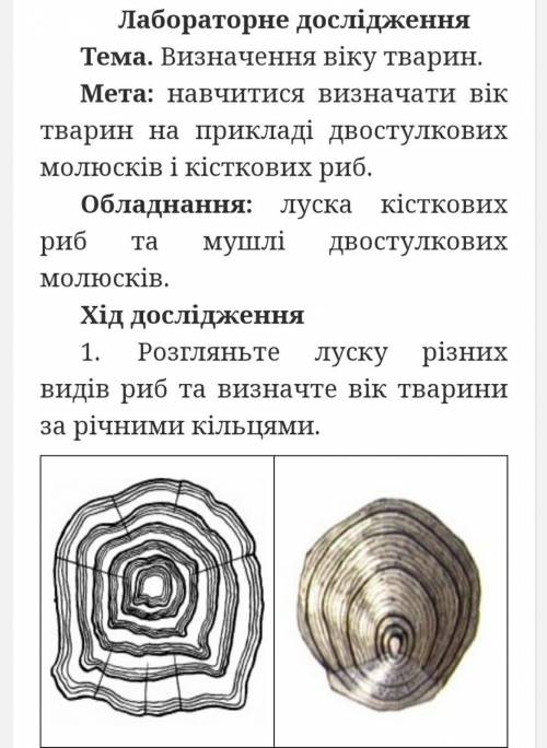 Розгляньте луску різних видів риб та визначте вік тварини за річними кільцями