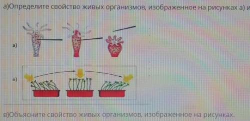 А)Определите свойство живых организмов, изображенное на рисунках а) и В): в) объясните свойство живы