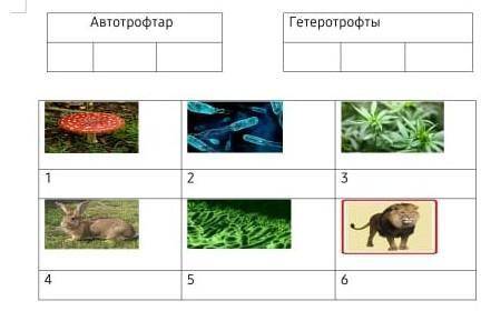 АвтотрофтарГетеротрофты123256Көмектесіңдерш