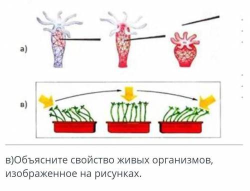 Объясните свойства живых организмов изображенное на рисунках ​