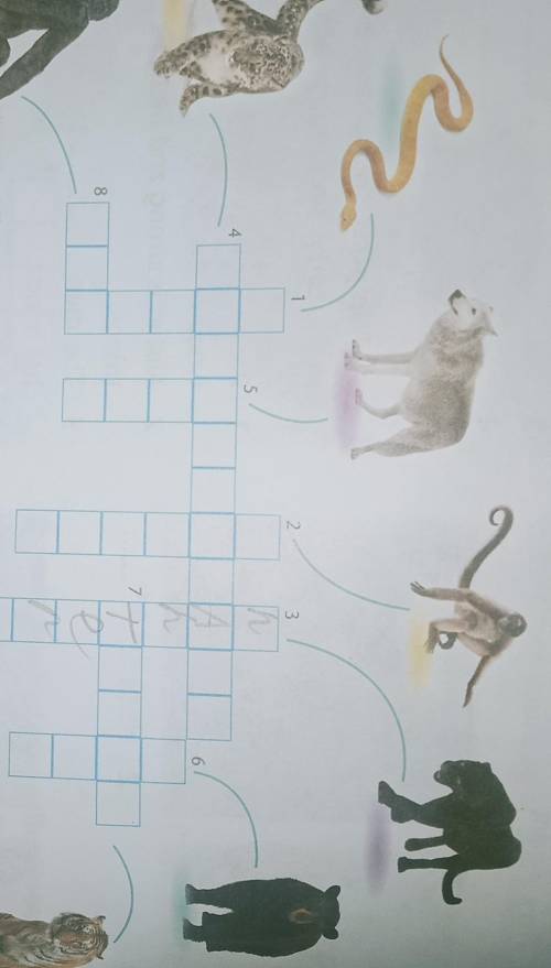 VocabularyAnimals* Complete the crossword