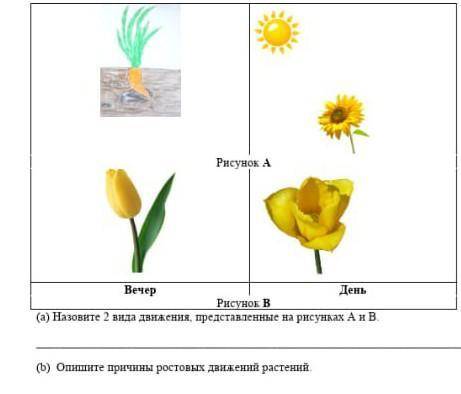 На рисунке изображены два вида движения растений ​