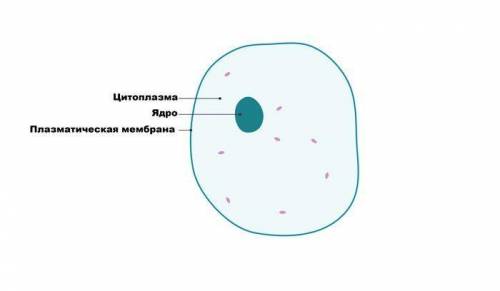 Определите два основных компонента клетки