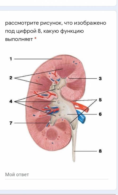 Рассмотрите рисунок, что изображено под цифрой 8, какую функцию выполняет СОР ПО БИОЛОГИИ НУЖНО Зам