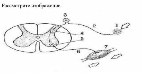 (а) Назовите нейрон, расположенный первым в рефлекторной дуге. (b) Опишите, что происходит на участ