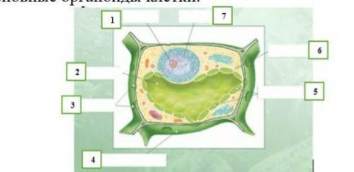 Подпешите основные органоилы клетки