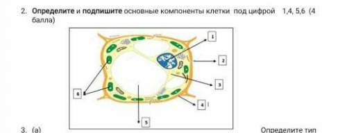 кто ответит неправильно или белебирду бан дам . ​