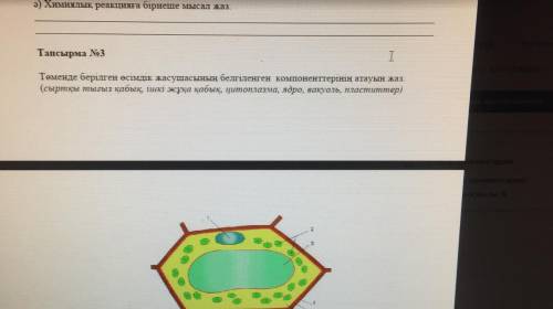 Запиши название обозначенных компонентов растительной клетки, приведенное ниже. (внешняя плотная обо