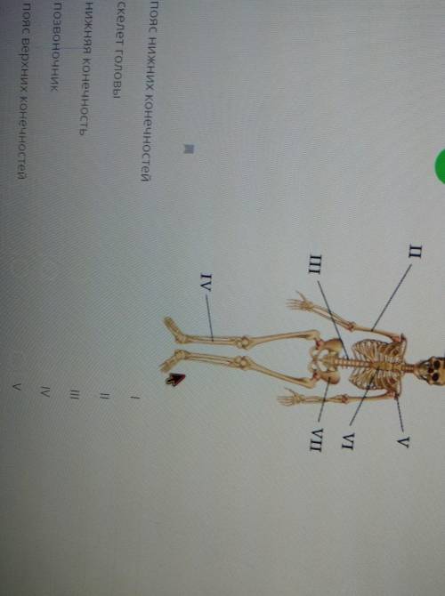 IV пояс нижних конечностей1скелет головыIIНИЖНЯЯ конечность||позвоночникупояс верхних конечностейVве