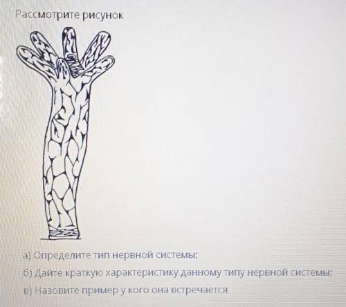 Рассмотрите рисунок а) Определите тип нервной системы;б) Дайте краткую характеристику данному типу н