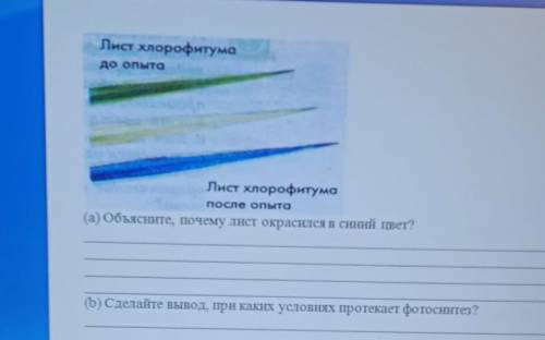 Рассмотрите различные пигменты хлорофитума на рисунке.(а) объясните, почему лист окрасился в синий ц