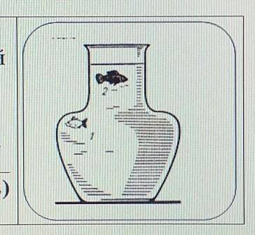 4. Рассмотрите рисунок. На какую из рыбок вода оказывает большее давление в момент, изображенныйна р