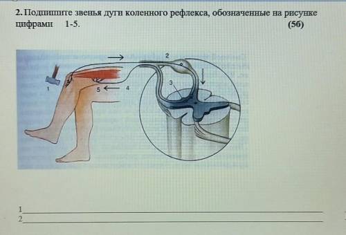 4. Установите соответствие между строением и функцией отделов ГОЛОВНОГО МОЗГА(56)Отдел мозга1. Продо