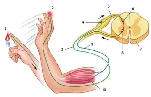 Описать один рефлекторный путь из предложенных ниже вариантов. (указав при этом все виды нейронов: ч