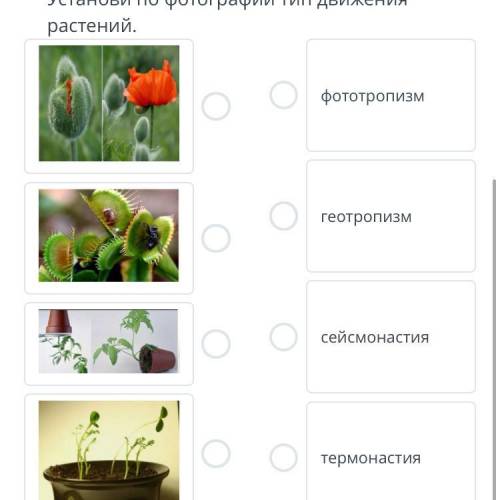 Ростовые движения – это активные движения растений, связанные с ростом. Установи по фотографии тип д