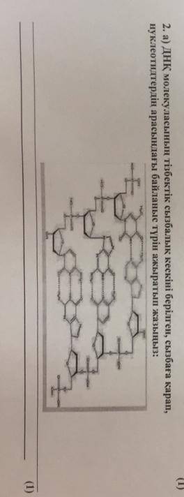 ДНҚ молекуласын тізбектік сызбалыкык кескини берилген​
