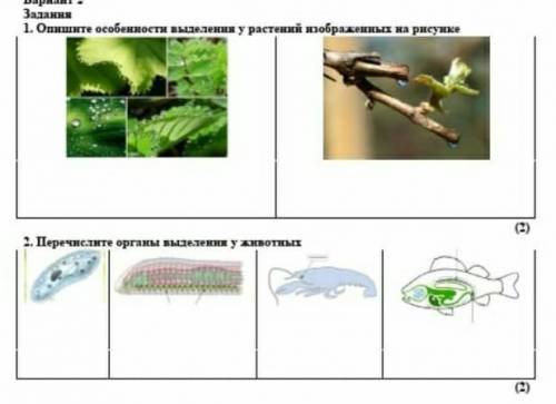 Опишите особенности выделения у растений изображённых на рисунке ​