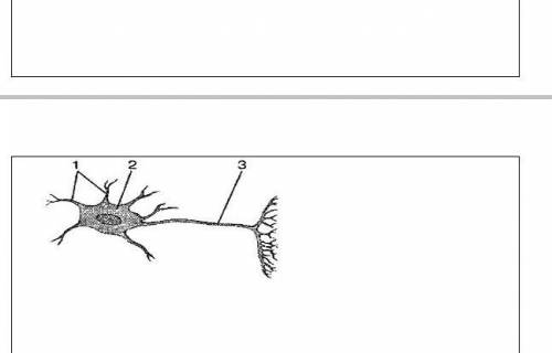 Задание 3.Укажите структурные компоненты нейрона​