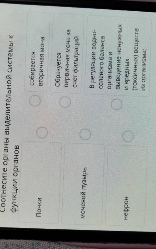 Соотнесите органы выделительной системы к функции органов почки мочевой пузырь нефрон собирается вто