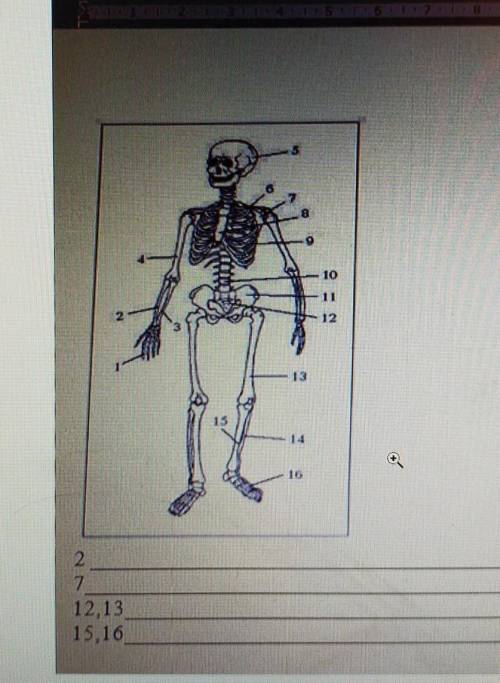 Опишите функции опорно двигательной системы под цифрами 2,7,12,13,15,16​