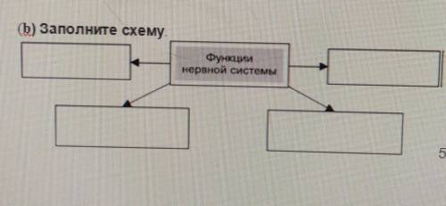 (b) Заполните схему.Функциинервной системы​