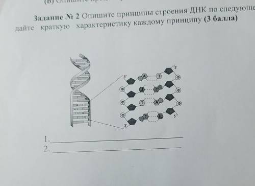 Опишите принципы строения ДНК по следующей картинке. Назовите принцип, дайте краткую характеристику